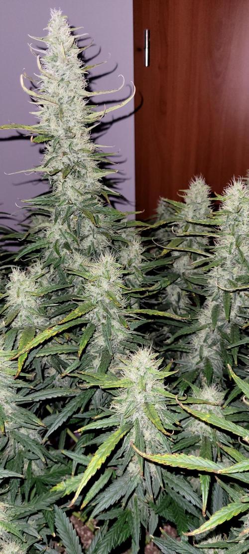 Mephisto Major Toke. Week 10