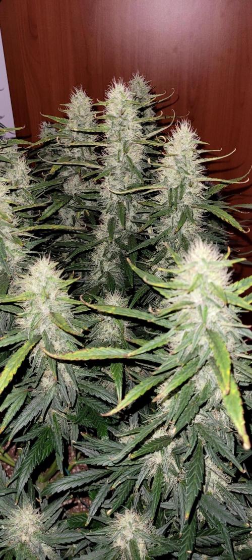 Mephisto Major Toke. Week 10
