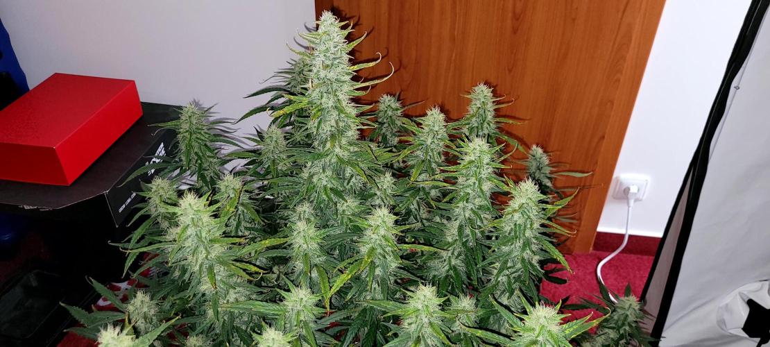 Mephisto Major Toke. Week 10