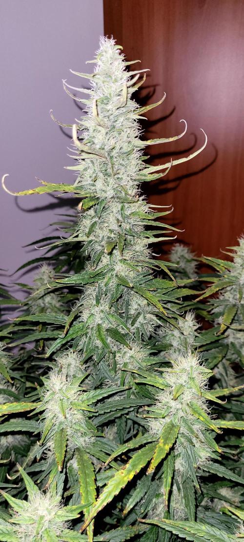 Mephisto Major Toke. Week 10