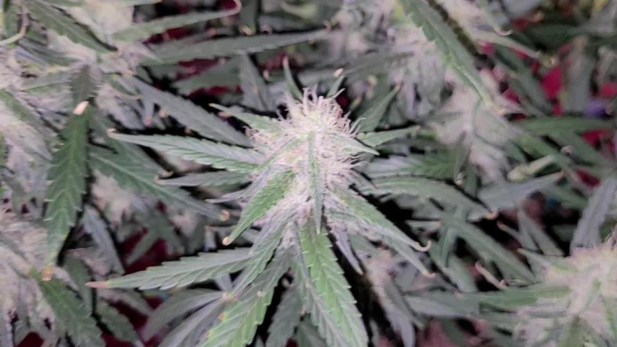 Mephisto Major Toke
