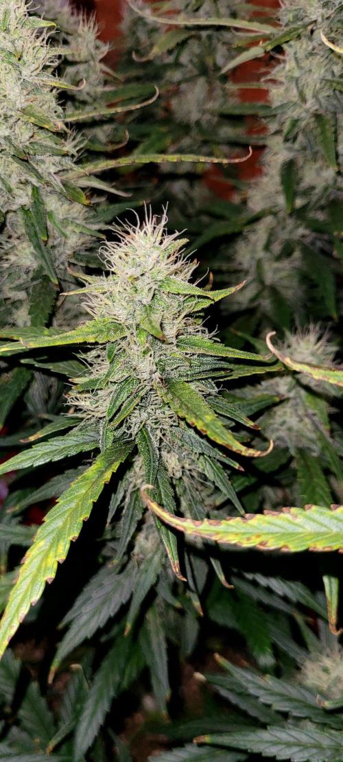 Mephisto Major Toke. Week 10