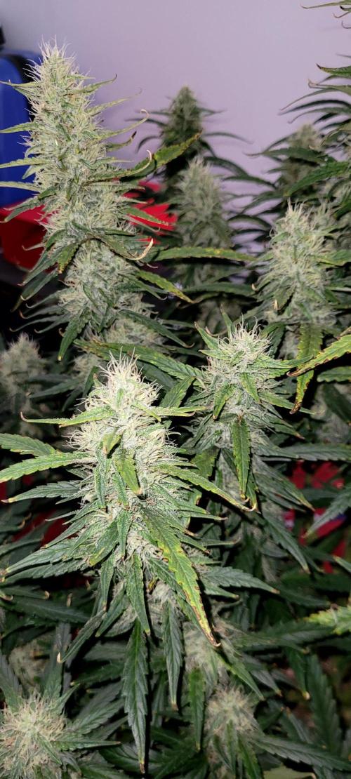 Mephisto Major Toke. Week 10