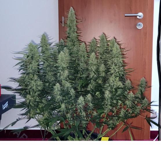 Mephisto Major Toke. Week 10