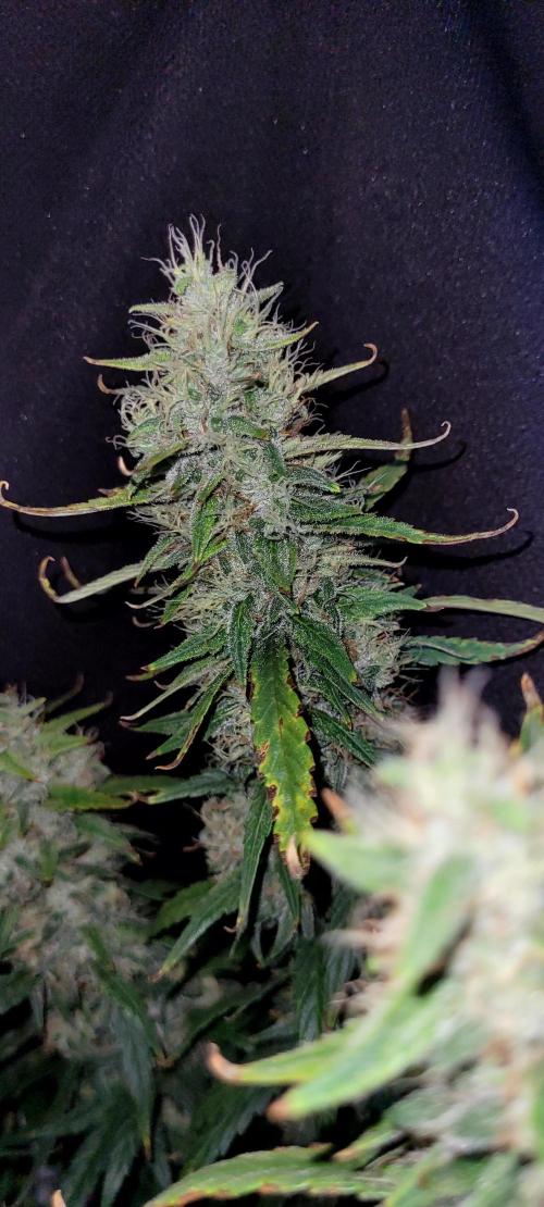 Mephisto Major Toke. Week 11