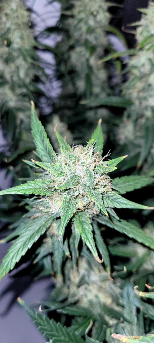 Mephisto Major Toke. Week 11