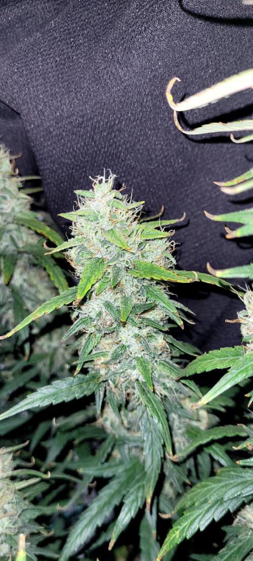 Mephisto Major Toke. Week 11