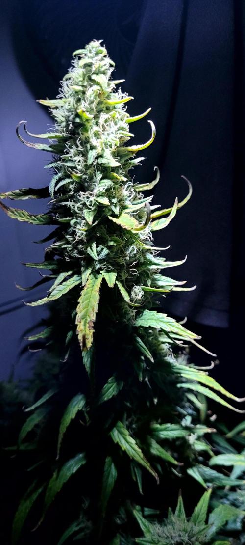 Mephisto Major Toke. Week 11