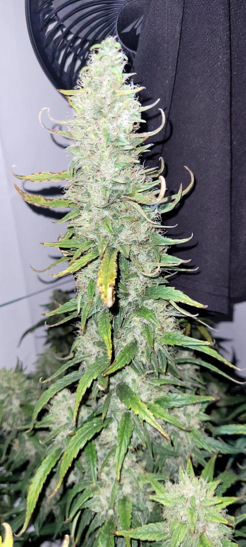 Mephisto Major Toke. Week 11