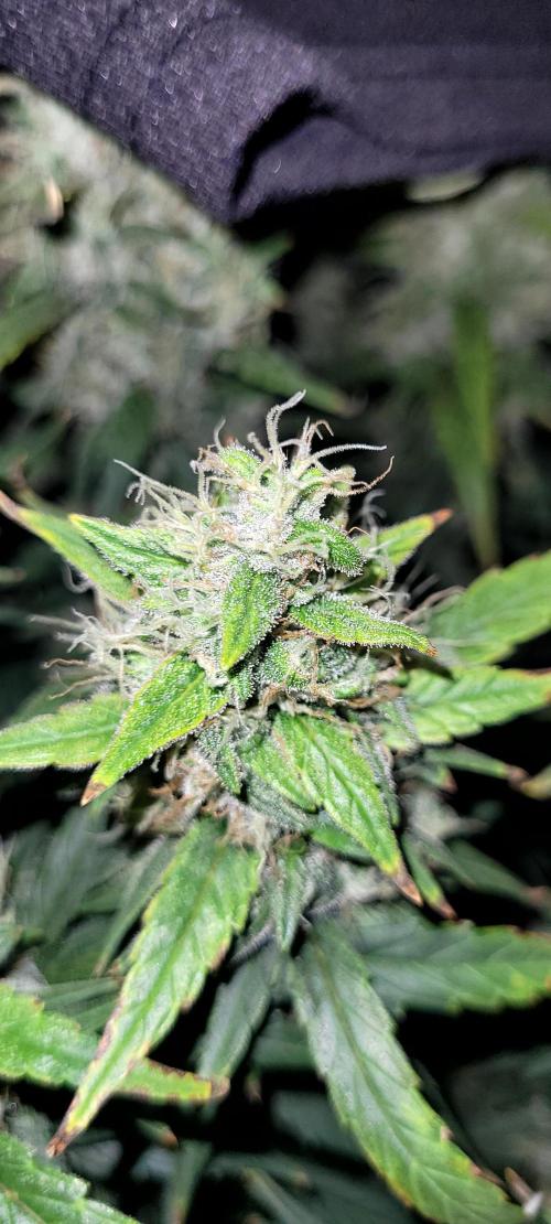 Mephisto Major Toke. Week 11