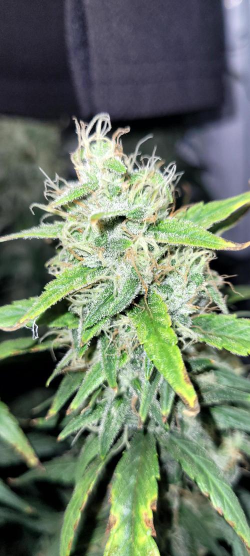 Mephisto Major Toke. Week 11