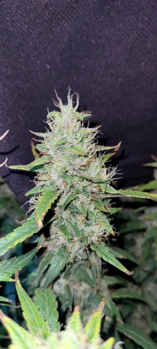 Mephisto Major Toke. Week 11