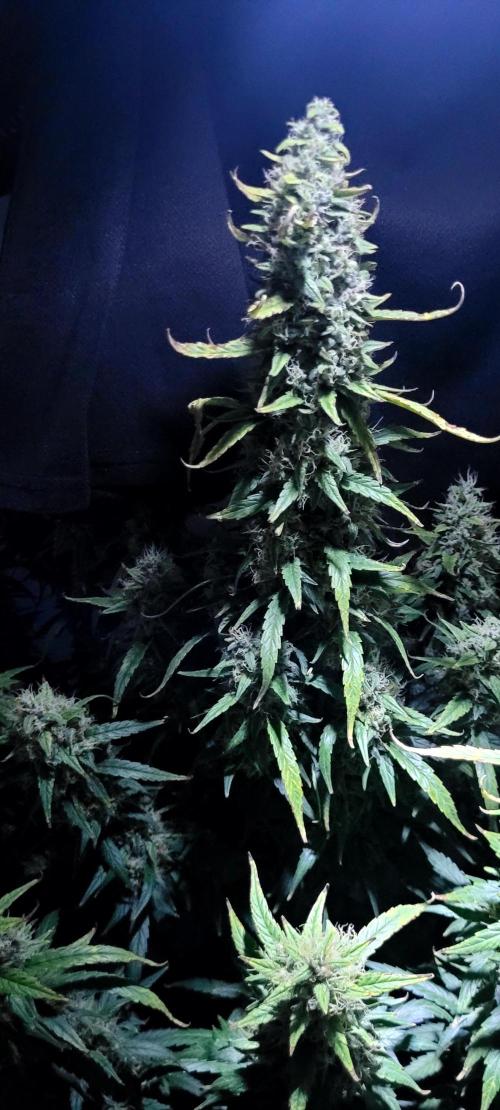 Mephisto Major Toke. Week 11