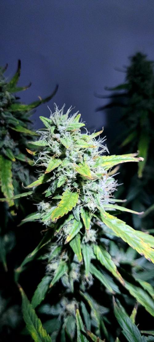 Mephisto Major Toke. Week 11