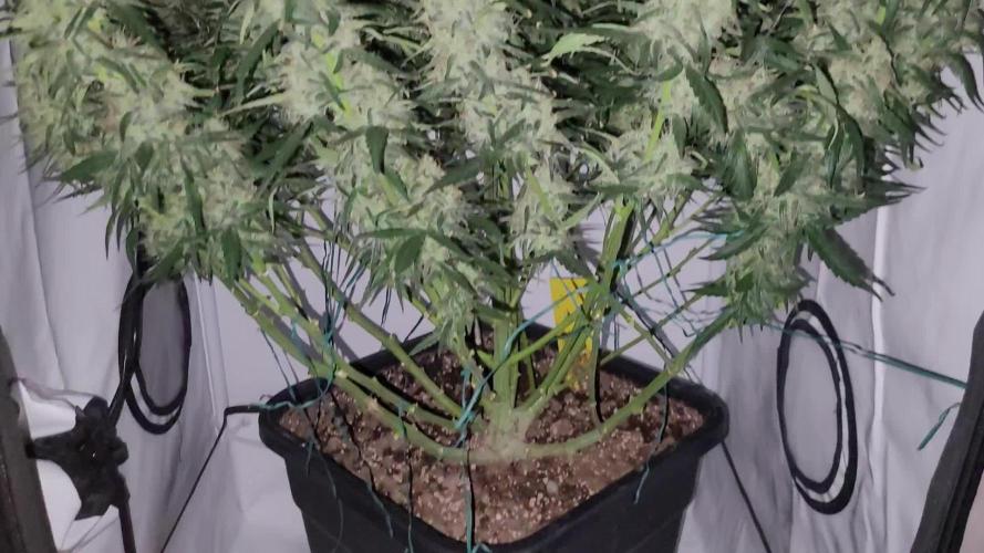 Mephisto Major Toke