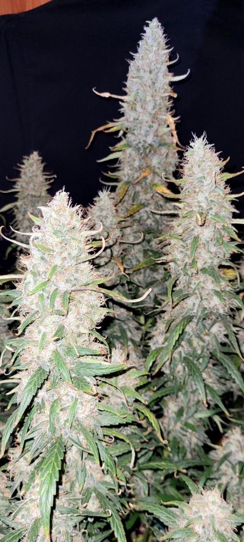 Mephisto Major Toke. Week 12