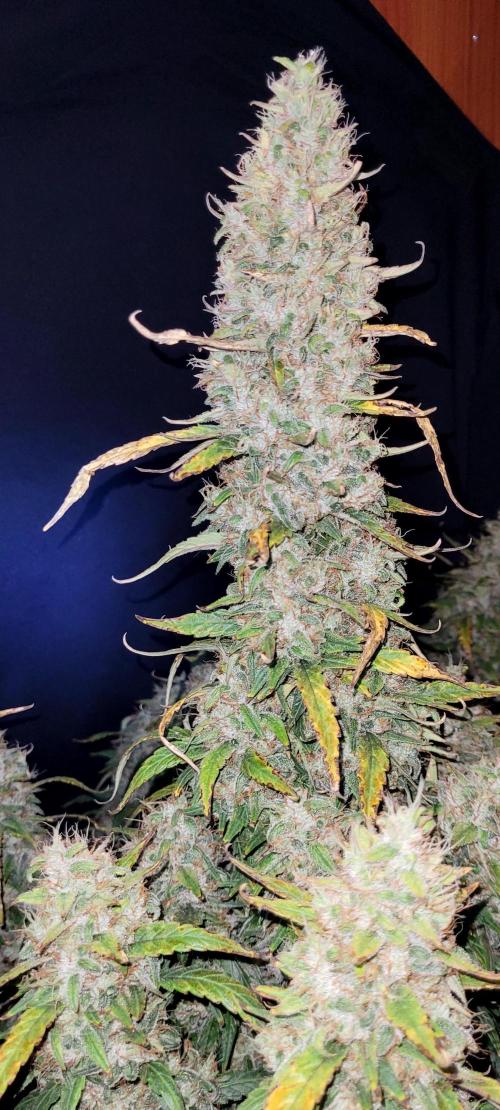 Mephisto Major Toke. Week 12 - Centrální palice