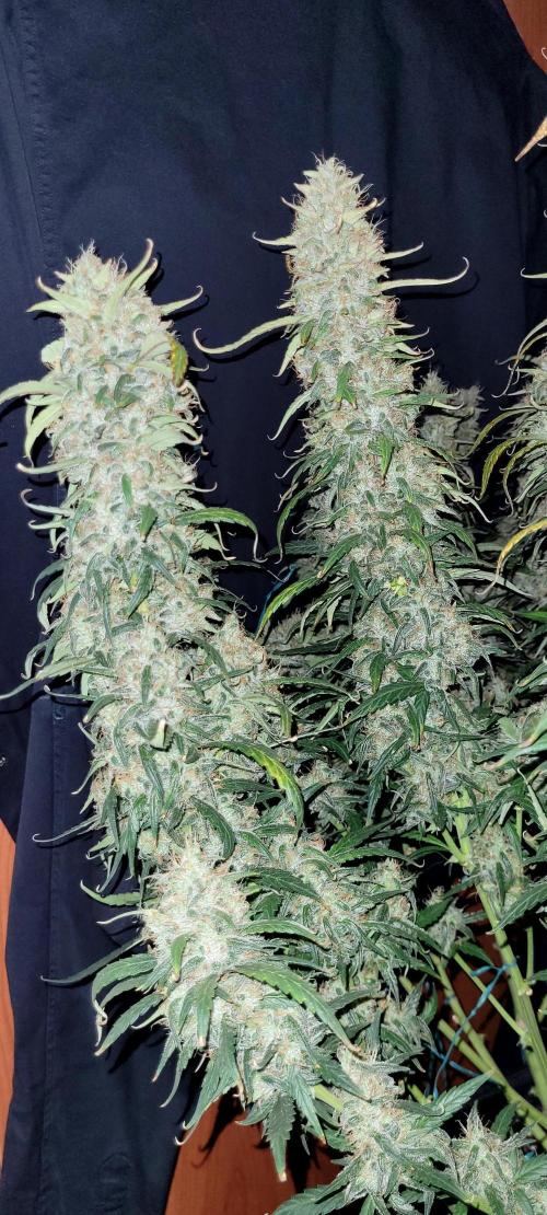 Mephisto Major Toke. Week 12