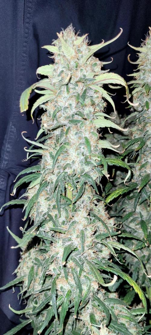 Mephisto Major Toke. Week 12