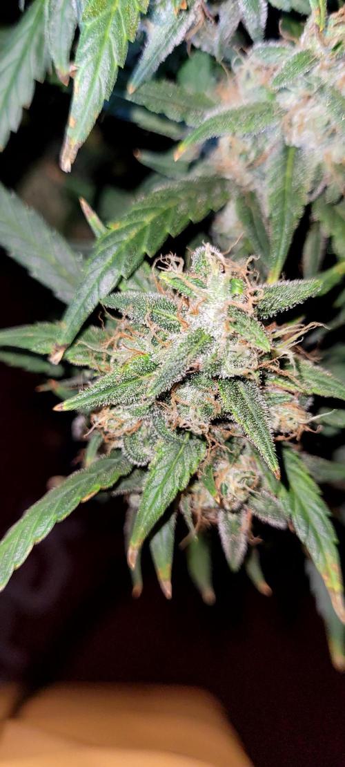 Mephisto Major Toke. Week 12