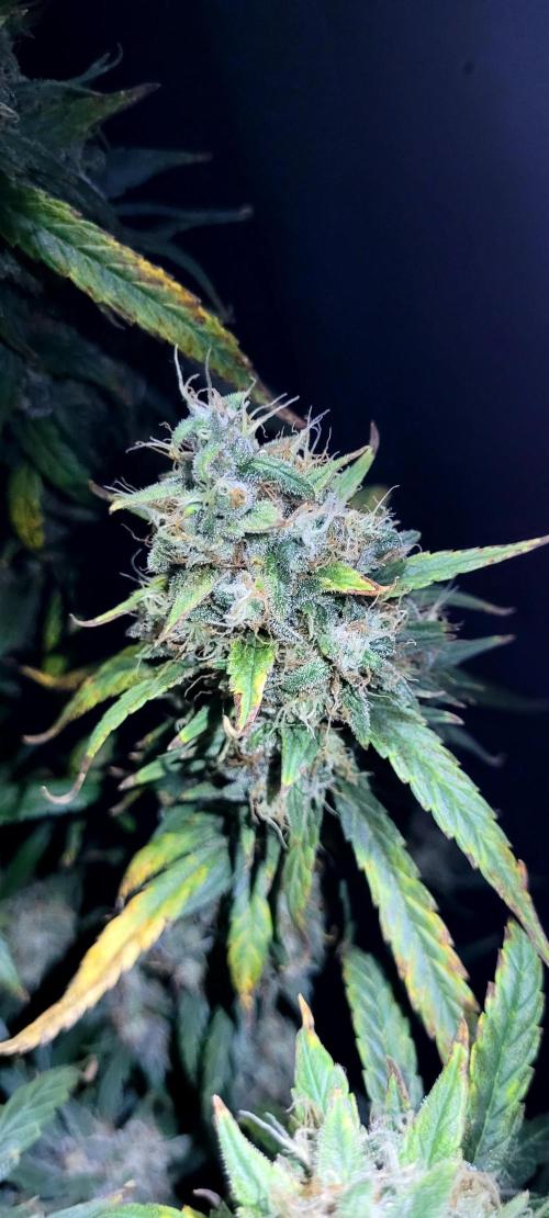 Mephisto Major Toke. Week 12