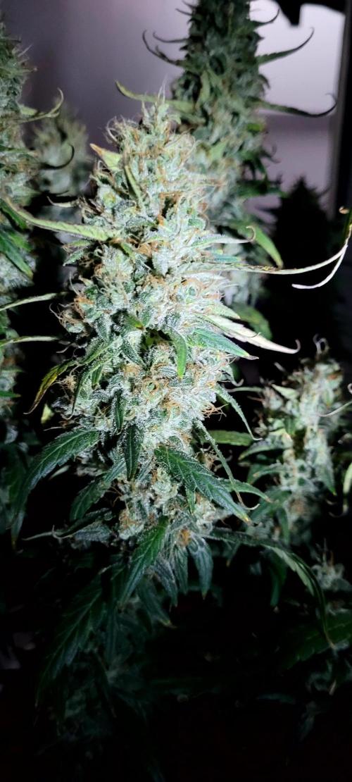 Mephisto Major Toke. Week 12