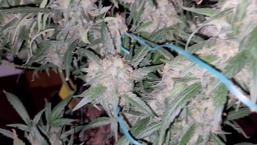 Mephisto Major Toke