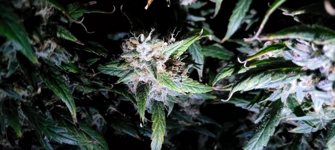 Mephisto Major Toke. Week 12