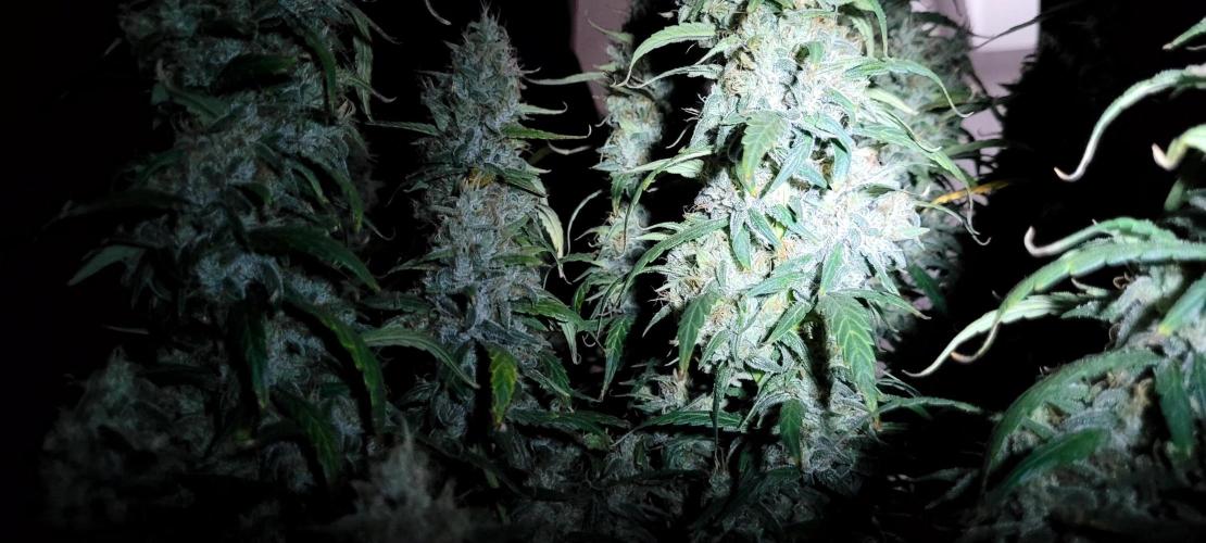 Mephisto Major Toke. Week 12