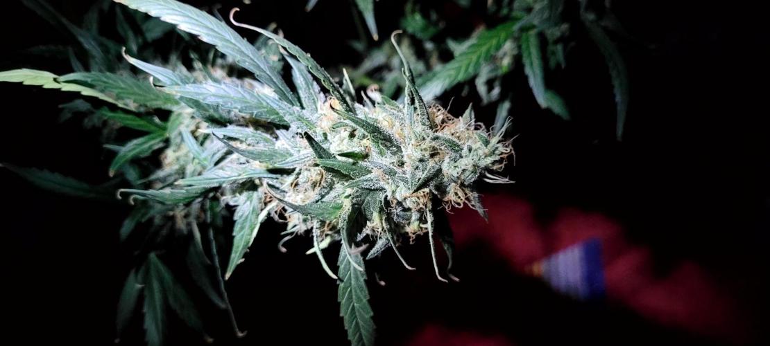 Mephisto Major Toke. Week 12