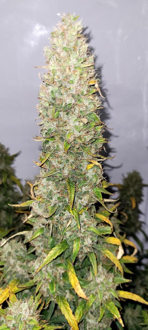 Mephisto Major Toke. Week 13 - Centrální 
