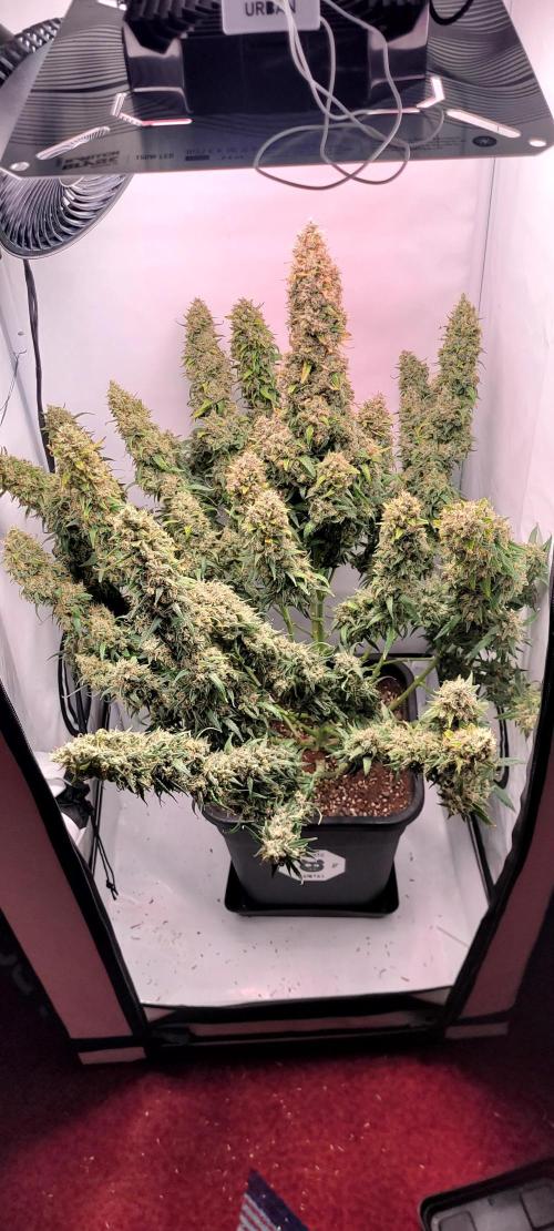 Mephisto Major Toke. Week 13