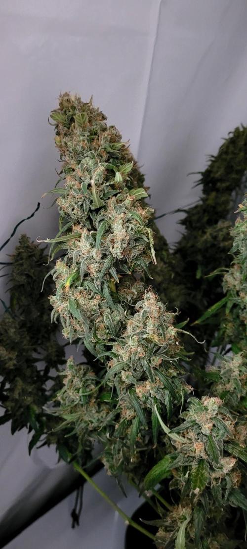 Mephisto Major Toke. Week 13