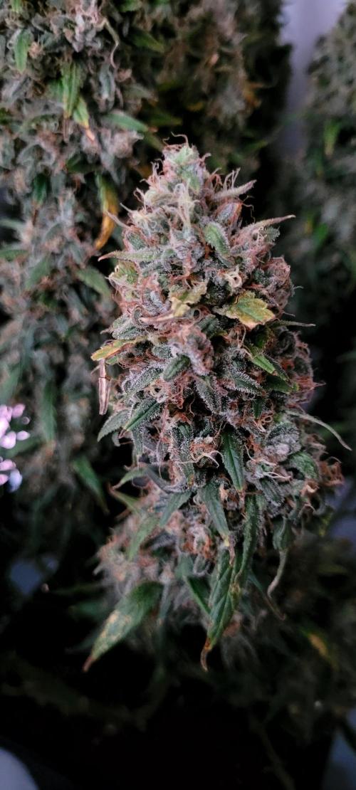 Mephisto Major Toke. Week 13