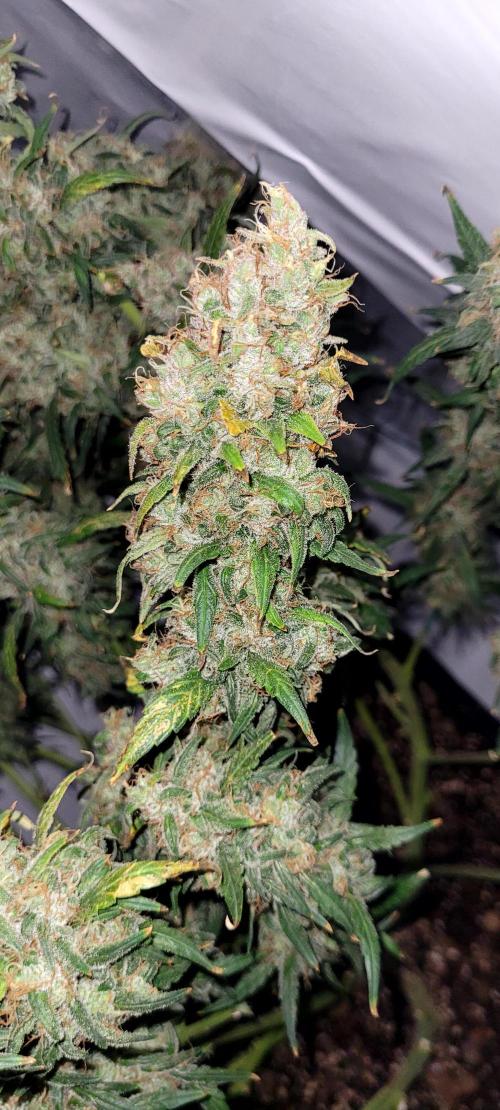 Mephisto Major Toke. Week 13