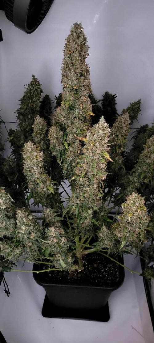 Mephisto Major Toke. Week 13