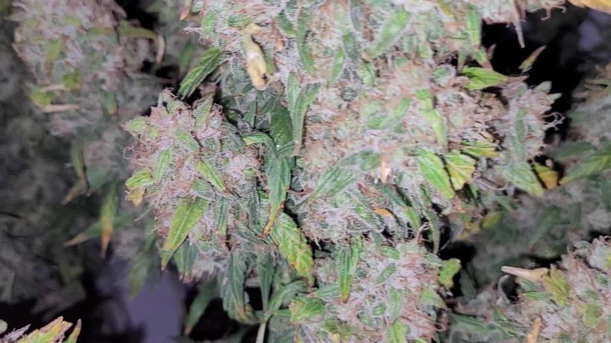 Mephisto Major Toke