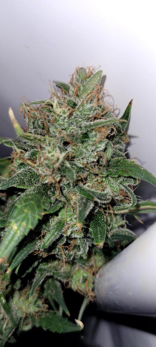 Mephisto Major Toke. Week 13