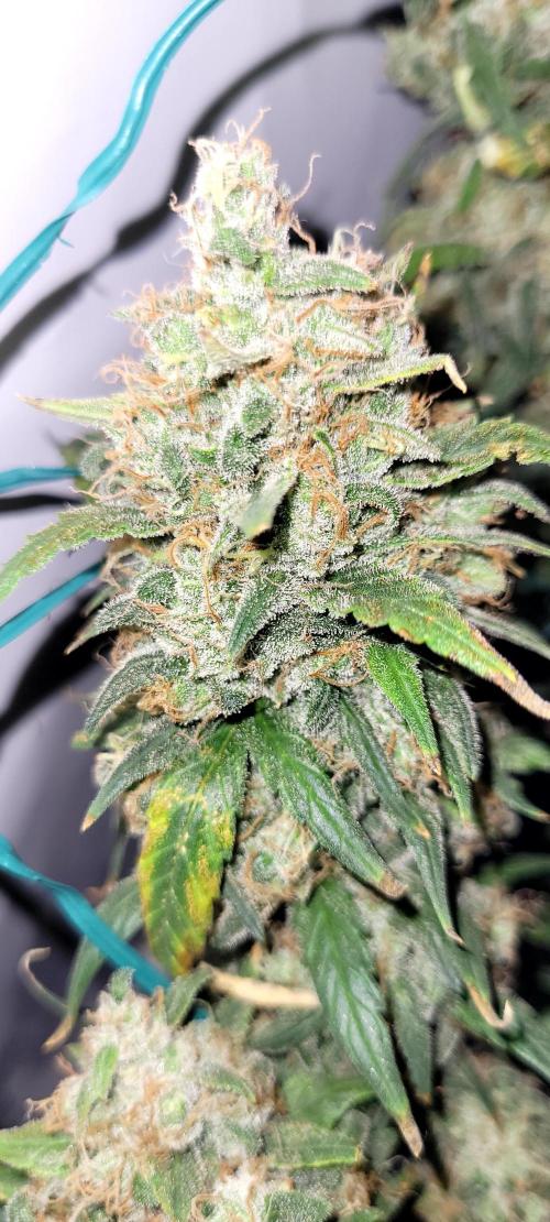 Mephisto Major Toke. Week 13