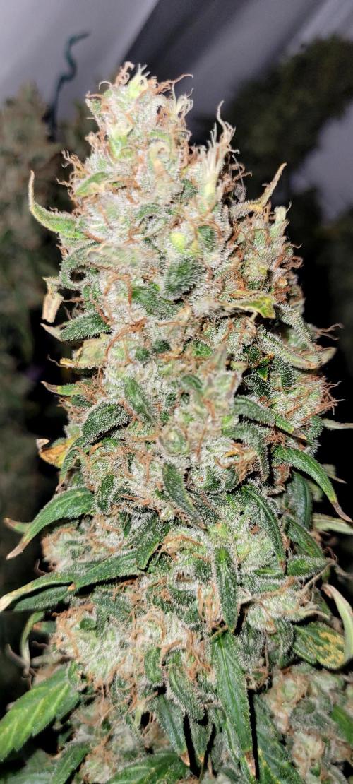 Mephisto Major Toke. Week 13