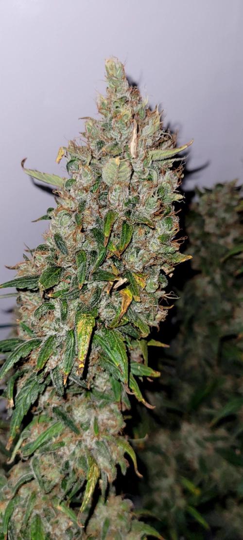 Major Toke. Week 13