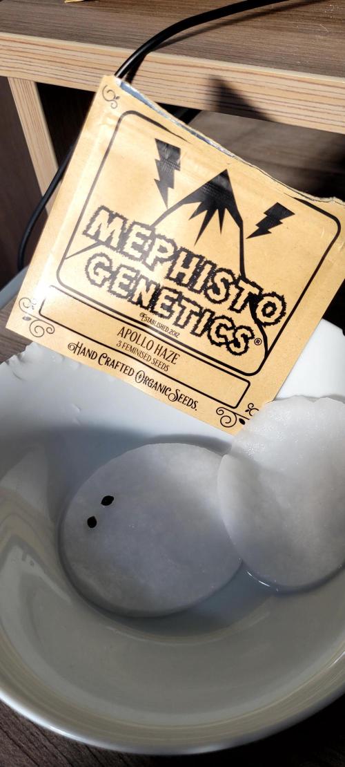 Mephisto Apollo Haze. Week 0