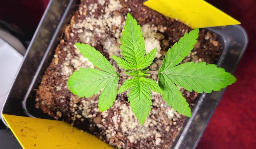 Mephisto Apollo Haze. Week 2 - 11.07.