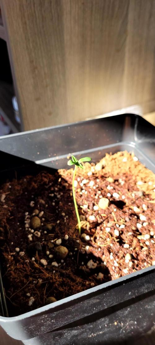 Mephisto Apollo Haze. Week 1
