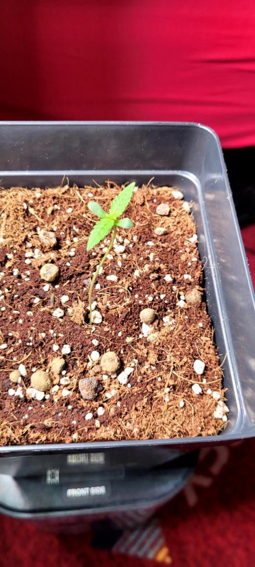 Mephisto Apollo Haze. Week 1
