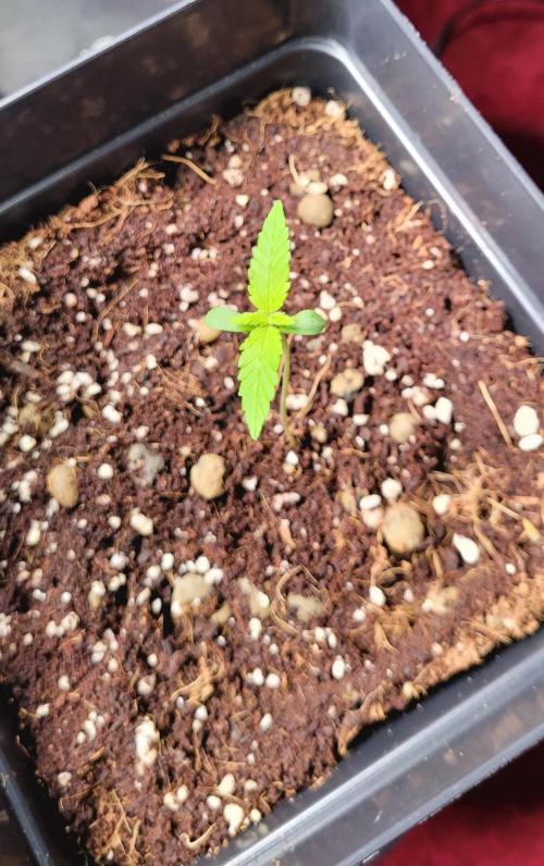 Mephisto Apollo Haze. Week 1