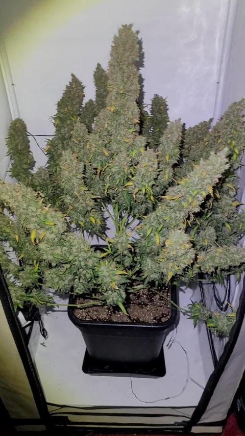 Mephisto Major Toke
