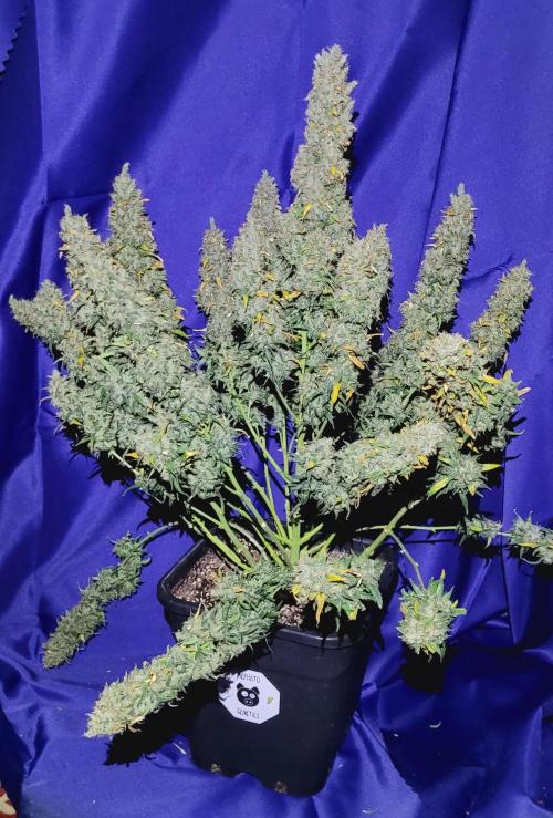 Mephisto Major Toke. Week 14