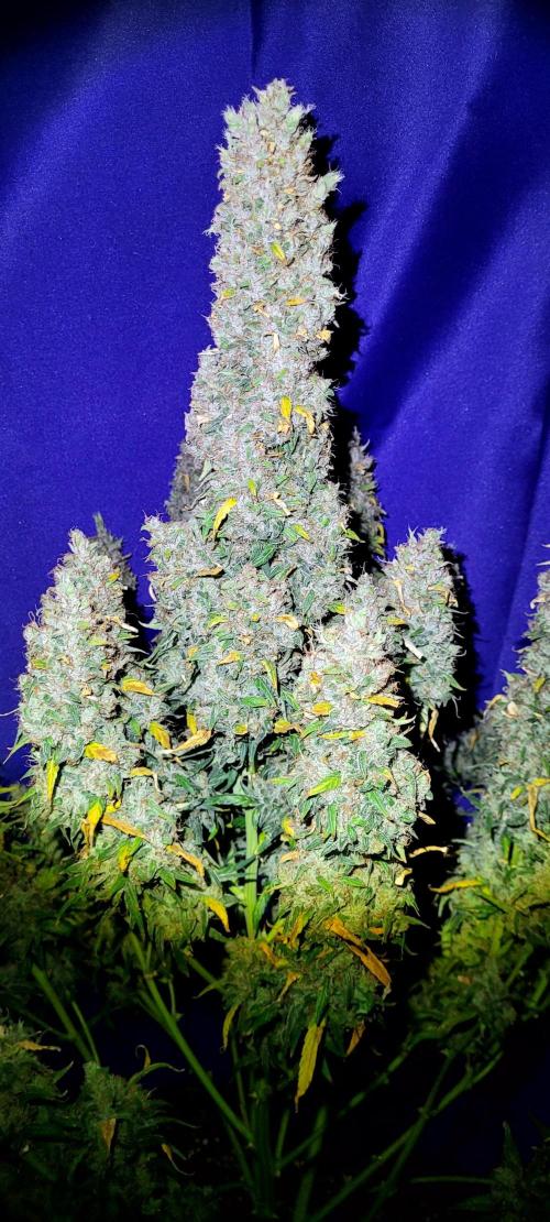 Mephisto Major Toke. Week 14