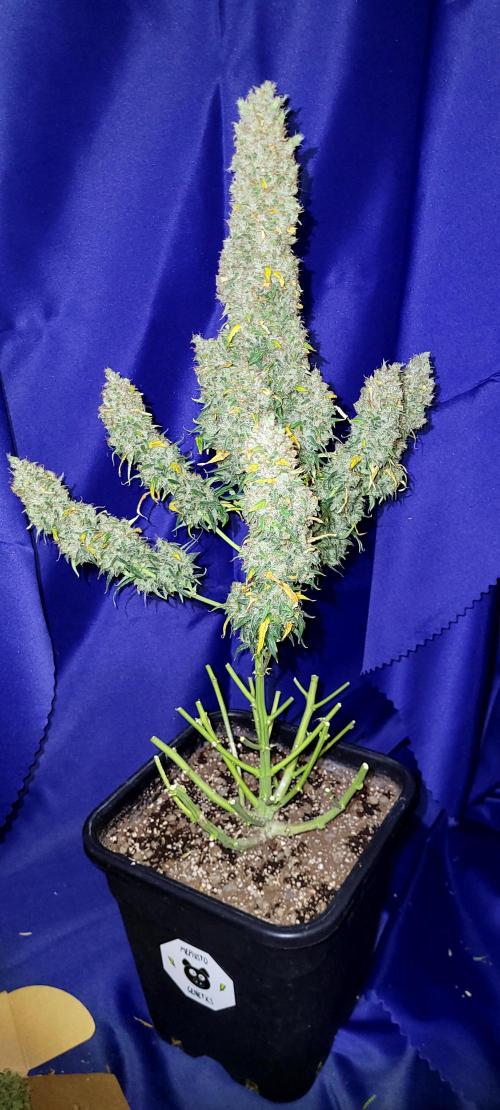 Mephisto Major Toke. Week 14